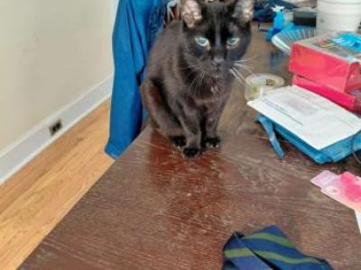 Prince - Domestic - Gallery Photo #1