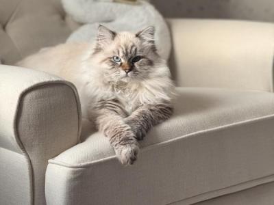 Upcoming Litter - Siberian - Gallery Photo #1