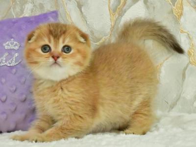 Ginger - Scottish Fold - Gallery Photo #1