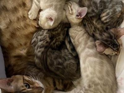 Selenas Litter - Bengal - Gallery Photo #1