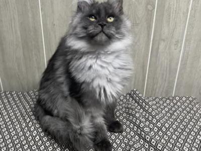 Titan Black High Smoke - Maine Coon - Gallery Photo #1