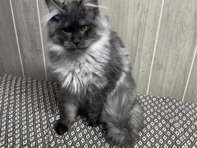 Titan Black High Smoke - Maine Coon - Gallery Photo #1