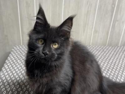 Aura Solid Black Female - Maine Coon - Gallery Photo #1