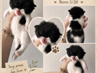 Black And White Bicolor - Persian - Gallery Photo #1