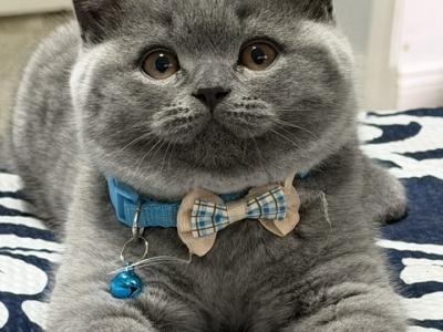 British Shorthair Blue Male BRITISHKITNKAT - British Shorthair - Gallery Photo #1