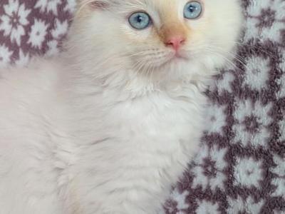 Blue Boy - Ragdoll - Gallery Photo #1