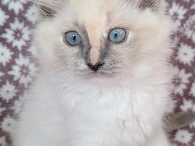 Red Girll - Ragdoll - Gallery Photo #1