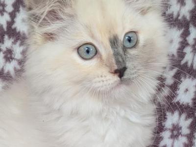 Green Girl - Ragdoll - Gallery Photo #1
