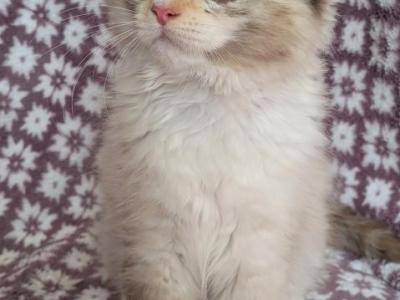 Pink Girl - Ragdoll - Gallery Photo #1