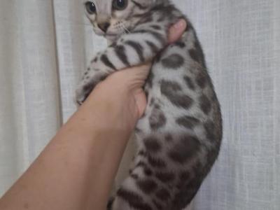 Sliver Bengal - Bengal - Gallery Photo #1
