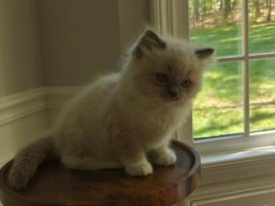 Ragdoll Point Boy1 - Ragdoll - Gallery Photo #1