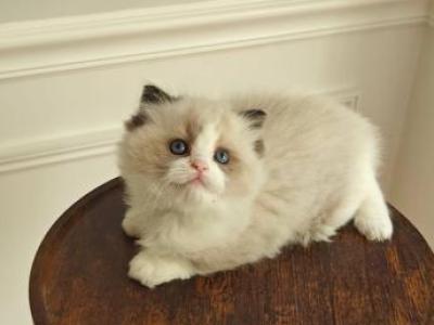 Ragdoll Bicolor Male1 - Ragdoll - Gallery Photo #1