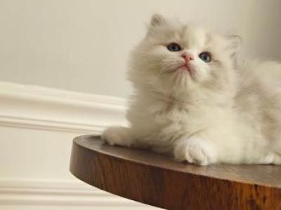 Ragdoll Bicolor Female1 - Ragdoll - Gallery Photo #1