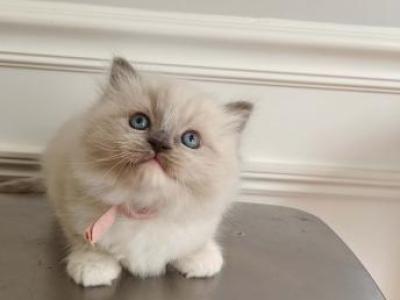 Ragdoll Mitted Girl1 - Ragdoll - Gallery Photo #1