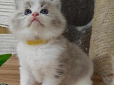 Ragdoll Bicolor Boy - Ragdoll - Gallery Photo #1
