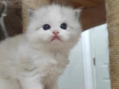 Ragdoll Bicolor Boy1 - Ragdoll - Gallery Photo #1