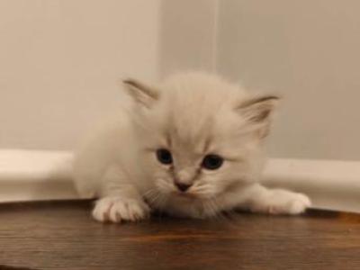 Ragdoll Mitted Male1 - Ragdoll - Gallery Photo #1