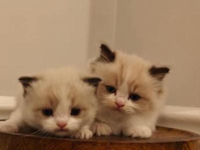 Female Bicolor Kitten - Ragdoll - Gallery Photo #1