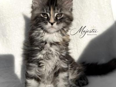 Ladybug - Maine Coon - Gallery Photo #1