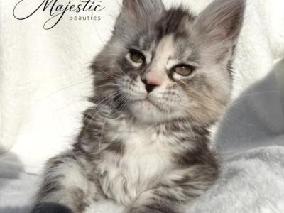 Daisy - Maine Coon - Gallery Photo #1