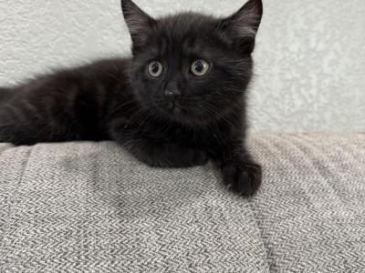 Cookie - Bombay - Gallery Photo #1