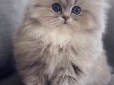 Simon - Persian - Gallery Photo #1
