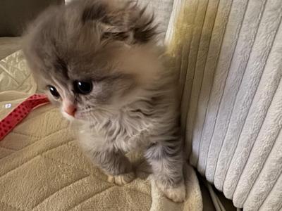 Persian Scottish Fold Litter - Scottish Fold - Gallery Photo #1
