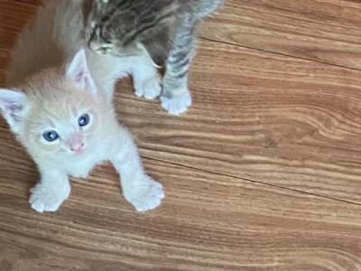 Coco - Domestic - Gallery Photo #1
