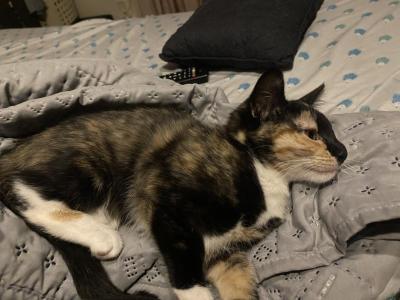 Runilda - Domestic - Gallery Photo #1