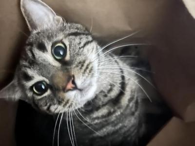 Ishie - American Shorthair - Gallery Photo #1