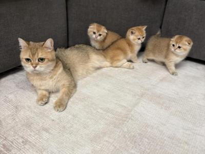 Scottish Folds - Scottish Fold - Gallery Photo #1