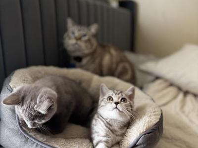 Scottish - British Shorthair - Gallery Photo #1