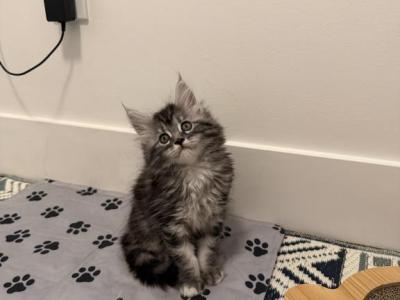 Purebred Maine Coon Female Kitten - Maine Coon - Gallery Photo #1