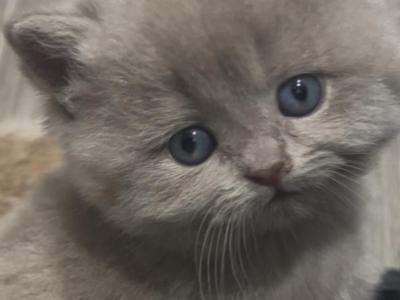 Mella - British Shorthair - Gallery Photo #1