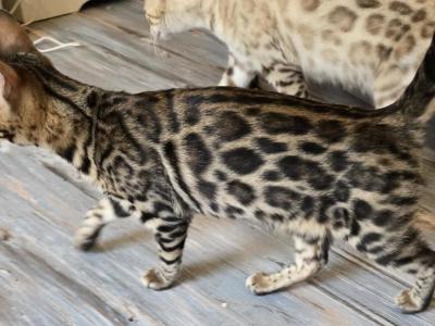 Red Girl - Bengal - Gallery Photo #1