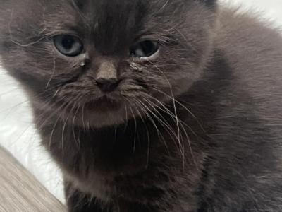 Peanut - British Shorthair - Gallery Photo #1