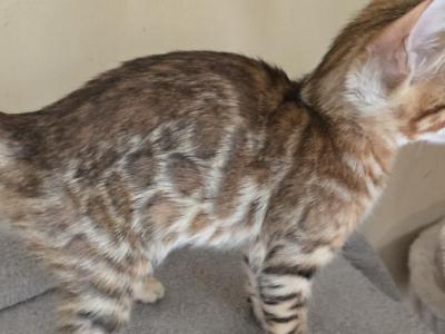 Tan Boy - Bengal - Gallery Photo #1