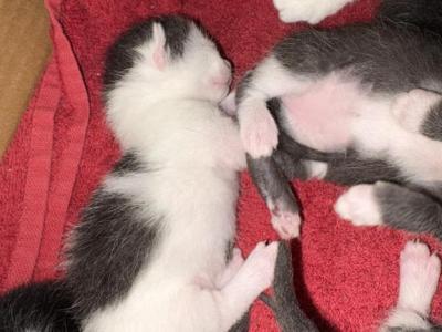 Munchkin Kitties - Munchkin - Gallery Photo #1