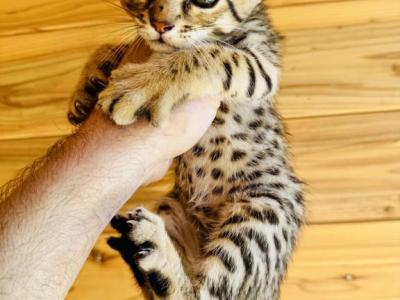 F2 Sweet Mix Kitten - Savannah - Gallery Photo #1