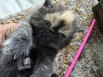 Exotic Tortie Shorthair Female - Exotic - Gallery Photo #1