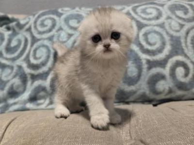 Alci - Scottish Fold - Gallery Photo #1