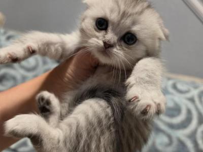 Molly - Scottish Fold - Gallery Photo #1