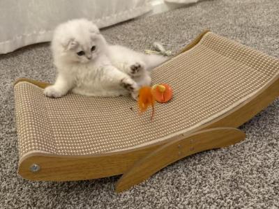 Susu - Scottish Fold - Gallery Photo #1
