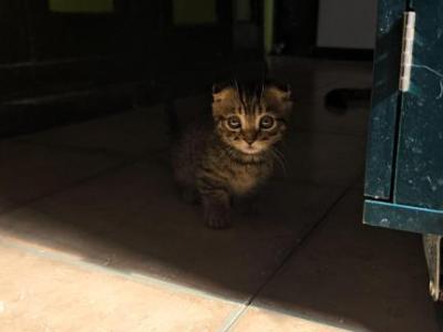 S Bengal Munchkin - Bengal - Gallery Photo #1