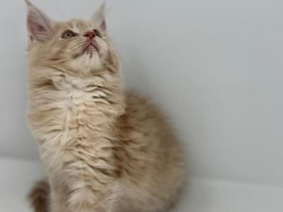 Rome Polydactyl - Maine Coon - Gallery Photo #1