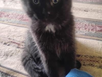 5 MAINE COON SIAMESE - Maine Coon - Gallery Photo #1