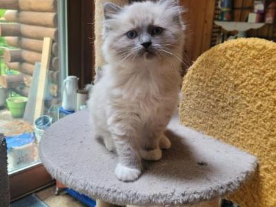 Ollie - Ragdoll - Gallery Photo #1