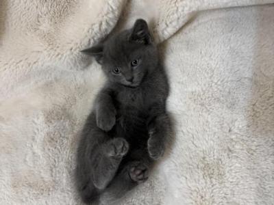 Blue - Russian Blue - Gallery Photo #1