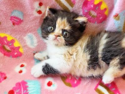 Doll Face Calico ESH - Exotic - Gallery Photo #1