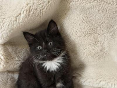 Bella - Domestic - Gallery Photo #1